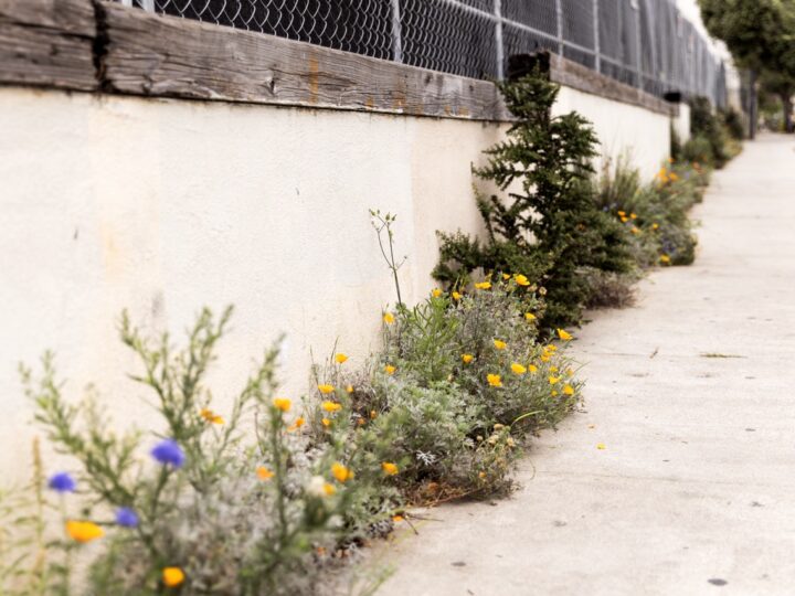 Venice Beach BID Bulletin | August 2026